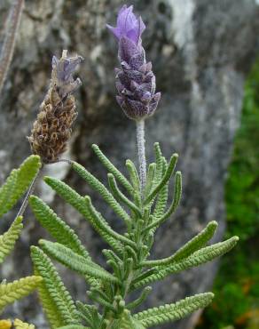 Fotografia 5 da espécie Lavandula dentata no Jardim Botânico UTAD