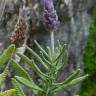 Fotografia 5 da espécie Lavandula dentata do Jardim Botânico UTAD