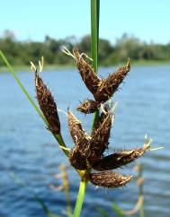 Bolboschoenus maritimus