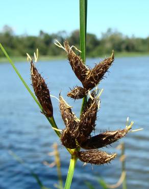 Fotografia 1 da espécie Bolboschoenus maritimus no Jardim Botânico UTAD