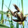 Fotografia 3 da espécie Bolboschoenus maritimus do Jardim Botânico UTAD