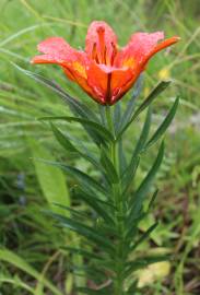 Fotografia da espécie Lilium bulbiferum subesp. croceum