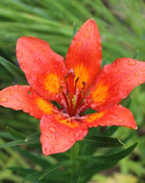 Fotografia 1 da espécie Lilium bulbiferum subesp. croceum no Jardim Botânico UTAD