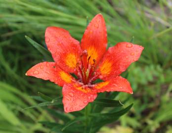 Fotografia da espécie Lilium bulbiferum subesp. croceum