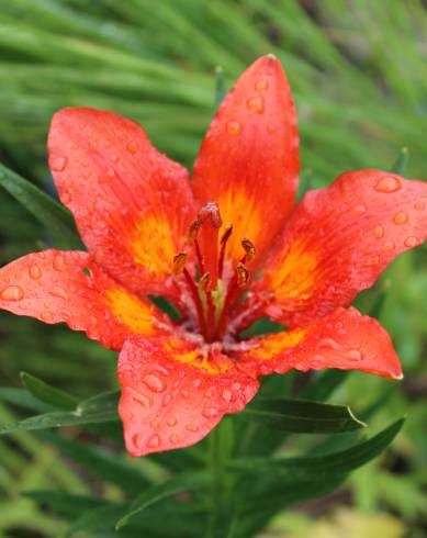 Fotografia de capa Lilium bulbiferum subesp. croceum - do Jardim Botânico