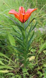 Fotografia da espécie Lilium bulbiferum subesp. croceum