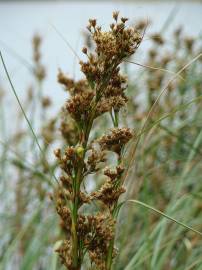 Fotografia da espécie Cladium mariscus