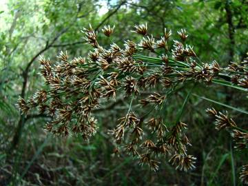 Fotografia da espécie Cladium mariscus