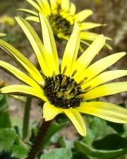 Fotografia da espécie Arctotheca calendula