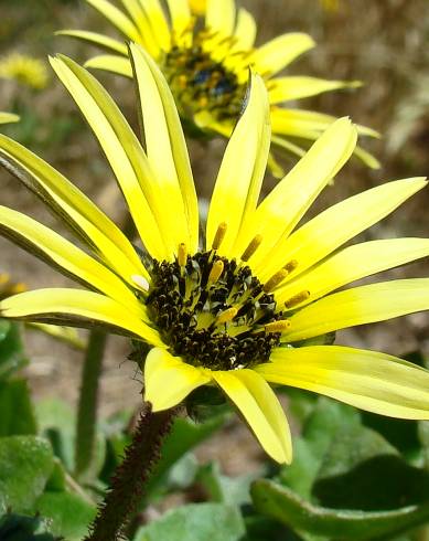 Fotografia de capa Arctotheca calendula - do Jardim Botânico