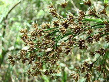 Fotografia da espécie Cladium mariscus