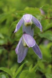 Fotografia da espécie Clematis alpina