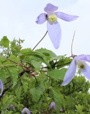 Fotografia 3 da espécie Clematis alpina no Jardim Botânico UTAD