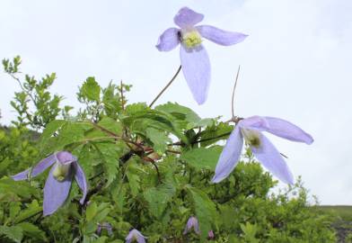 Fotografia da espécie Clematis alpina