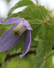 Fotografia da espécie Clematis alpina