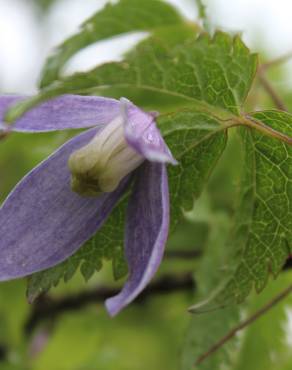 Fotografia 1 da espécie Clematis alpina no Jardim Botânico UTAD