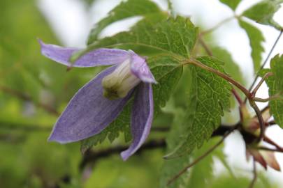 Fotografia da espécie Clematis alpina