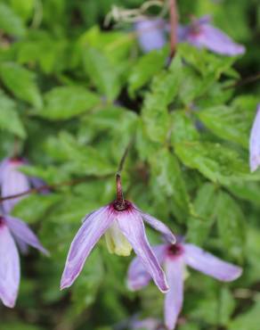 Fotografia 5 da espécie Clematis alpina no Jardim Botânico UTAD