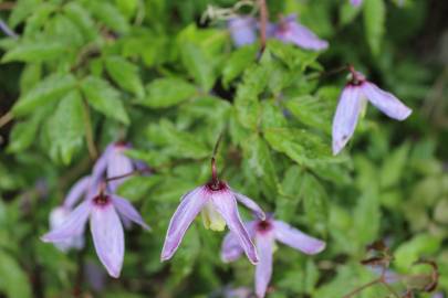 Fotografia da espécie Clematis alpina