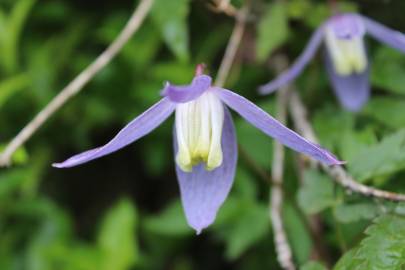 Fotografia da espécie Clematis alpina