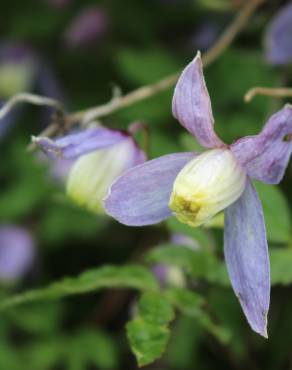 Fotografia 7 da espécie Clematis alpina no Jardim Botânico UTAD