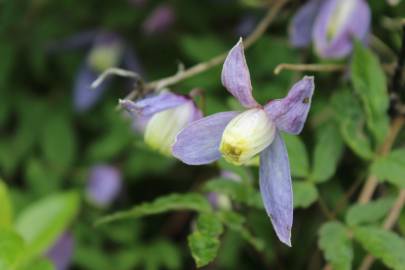 Fotografia da espécie Clematis alpina