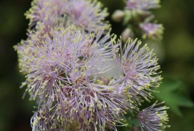 Fotografia da espécie Thalictrum aquilegiifolium