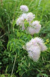 Fotografia da espécie Thalictrum aquilegiifolium