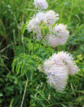 Fotografia 3 da espécie Thalictrum aquilegiifolium no Jardim Botânico UTAD