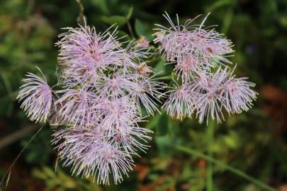 Fotografia da espécie Thalictrum aquilegiifolium