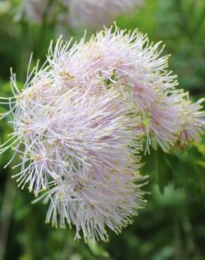 Fotografia 1 da espécie Thalictrum aquilegiifolium no Jardim Botânico UTAD