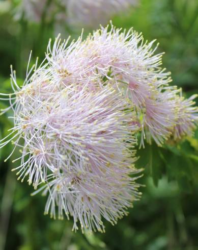 Fotografia de capa Thalictrum aquilegiifolium - do Jardim Botânico