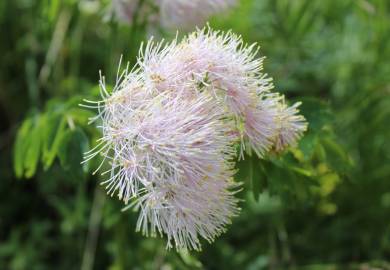 Fotografia da espécie Thalictrum aquilegiifolium