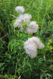 Fotografia da espécie Thalictrum aquilegiifolium