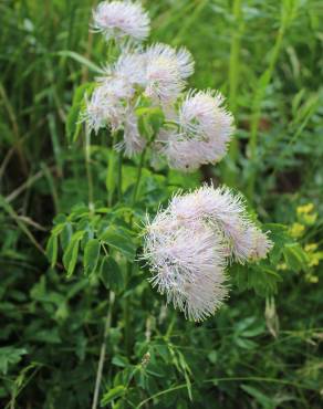 Fotografia 5 da espécie Thalictrum aquilegiifolium no Jardim Botânico UTAD