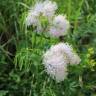 Fotografia 5 da espécie Thalictrum aquilegiifolium do Jardim Botânico UTAD