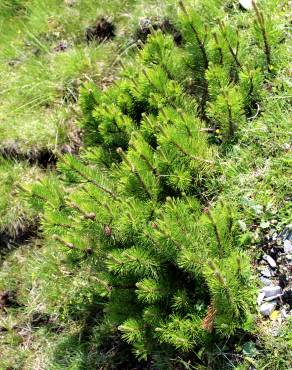 Fotografia 2 da espécie Pinus mugo no Jardim Botânico UTAD
