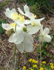 Fotografia da espécie Thalictrum tuberosum