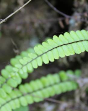 Fotografia 4 da espécie Asplenium trichomanes subesp. quadrivalens no Jardim Botânico UTAD