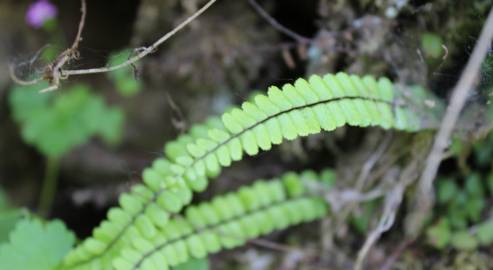 Fotografia da espécie Asplenium trichomanes subesp. quadrivalens