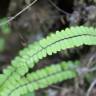 Fotografia 4 da espécie Asplenium trichomanes subesp. quadrivalens do Jardim Botânico UTAD