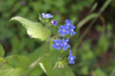 Fotografia da espécie Pentaglottis sempervirens