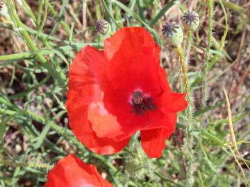 Fotografia da espécie Papaver rhoeas