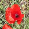 Fotografia 5 da espécie Papaver rhoeas do Jardim Botânico UTAD