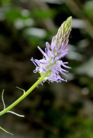 Fotografia da espécie Phyteuma spicatum