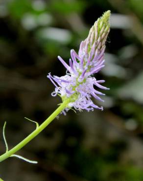 Fotografia 2 da espécie Phyteuma spicatum no Jardim Botânico UTAD