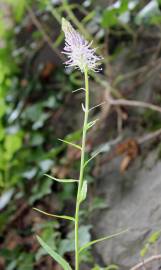 Fotografia da espécie Phyteuma spicatum