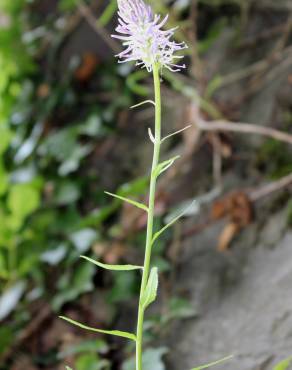 Fotografia 3 da espécie Phyteuma spicatum no Jardim Botânico UTAD