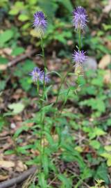 Fotografia da espécie Phyteuma spicatum