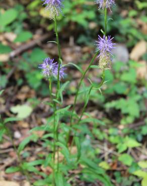 Fotografia 5 da espécie Phyteuma spicatum no Jardim Botânico UTAD